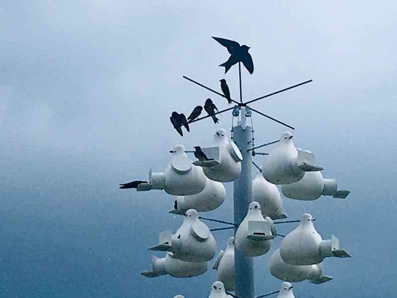 Purple Martins on Lake Higgins