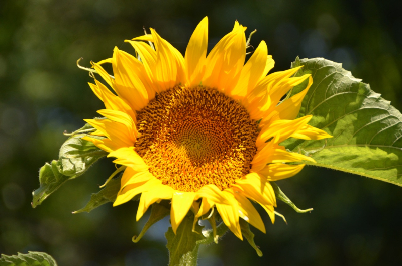 Happy Summer Solstice