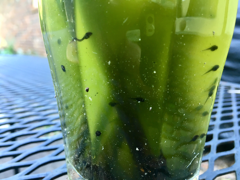 Got Tadpoles?