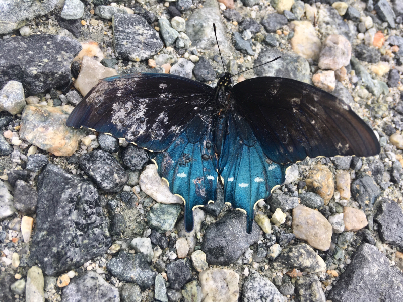 Blue Swallowtail Butterfly