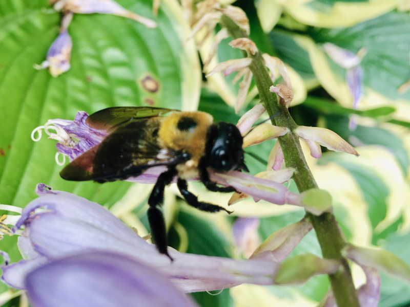 Watching Bumble Bees in Greensboro Gardens