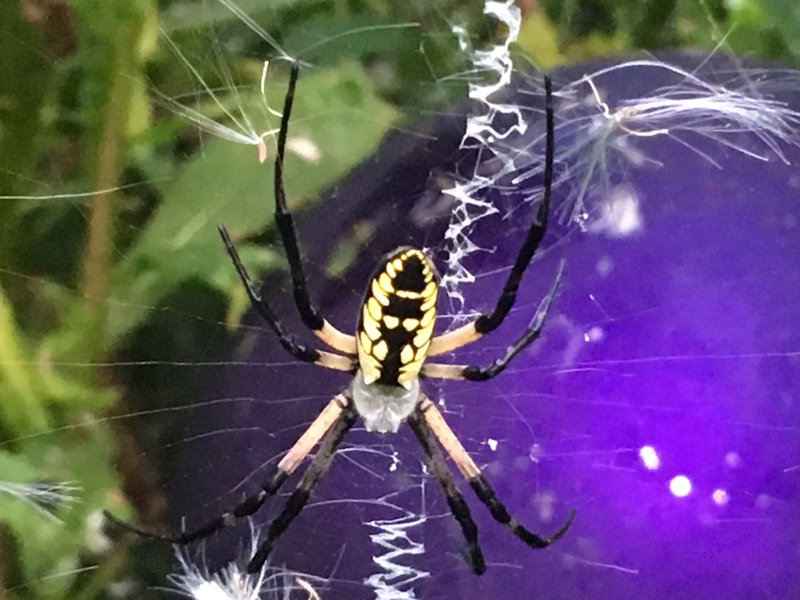 Garden Spider Time in Greensboro