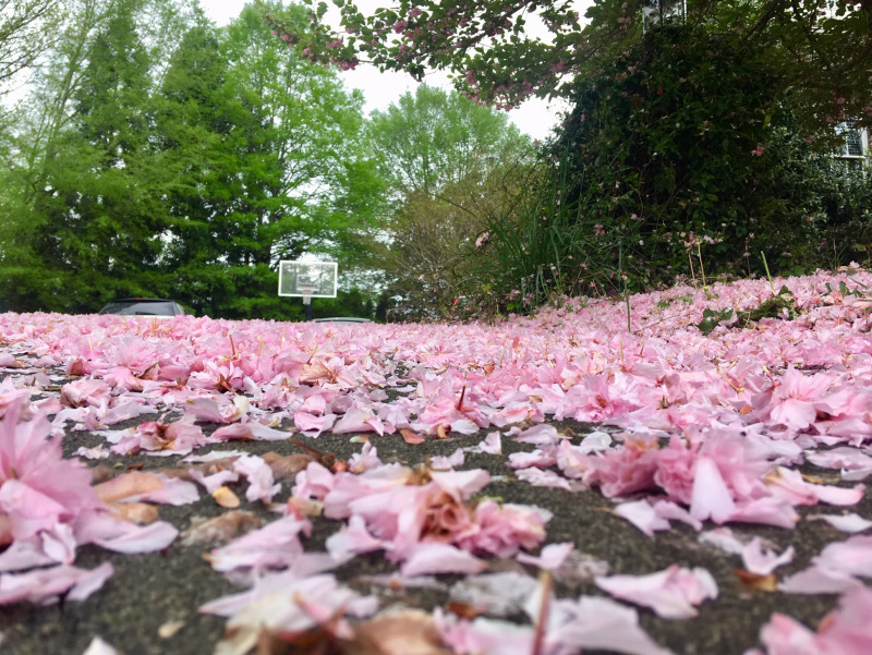Blossoms, Eric Tenen, Paris, and Notre Dame…