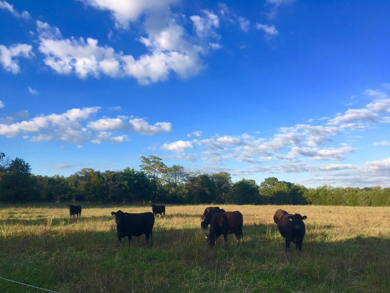 Field of Cows