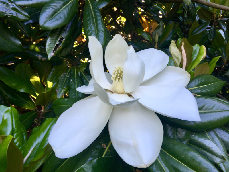 Magnolia Are Blooming in Greensboro!