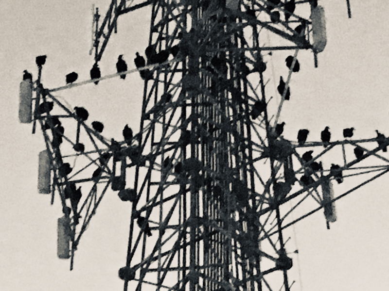 Vultures Galore
