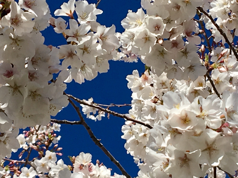 Blossoms Galore