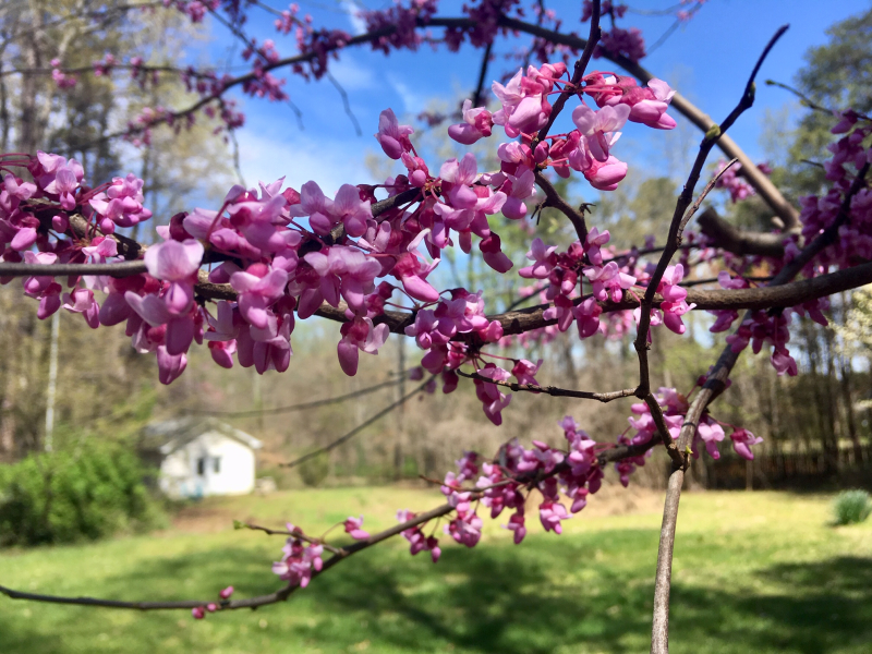 Eastern Redbud Blossoming in Early Spring