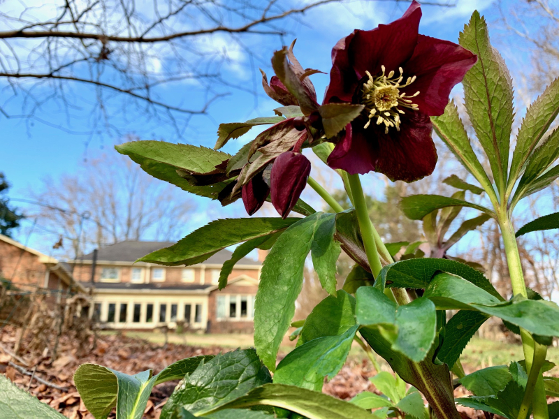 Hellebores:  Blooming Flowers of Winter!