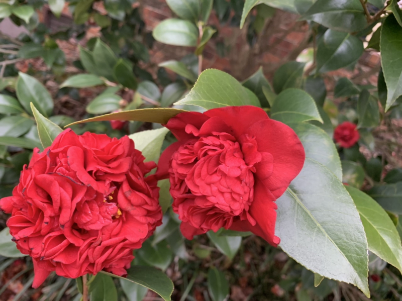 Camellias