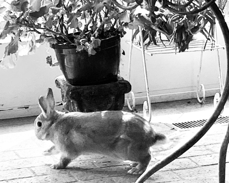 Pets of Greensboro: Max the Bunny