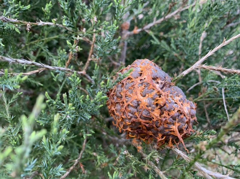 What is it?