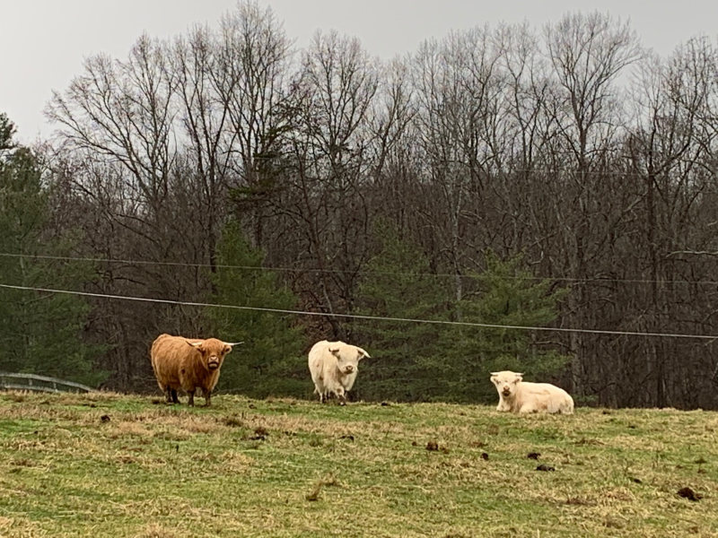 Cows  on Stanley Huff Road