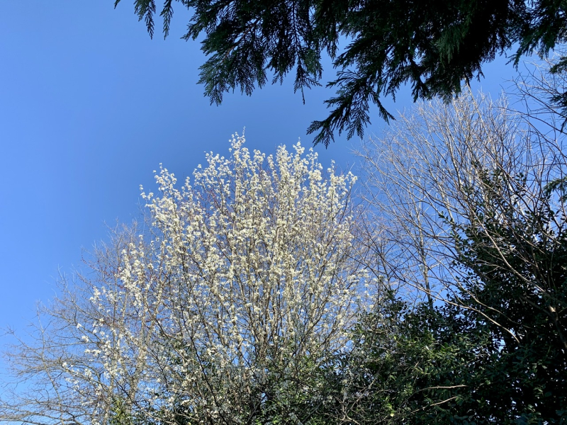 Spring Is Springing… A Little Early