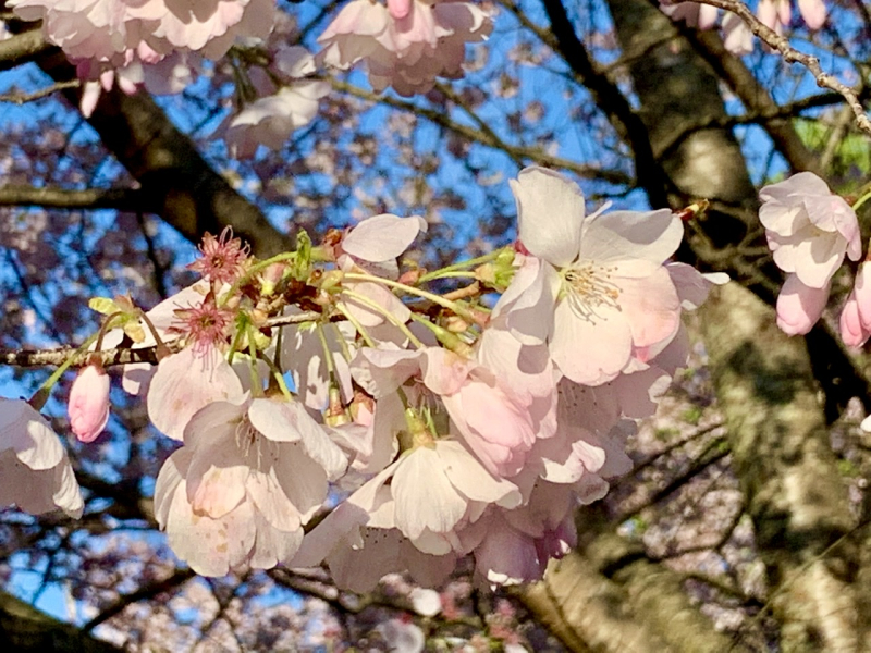 Reflecting on Life and Spring Blossoms