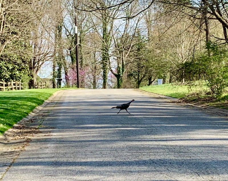 Why Did the Turkey Cross the Road?