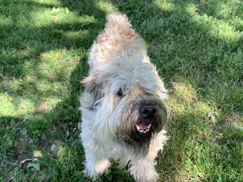 Dogs of Greensboro:London