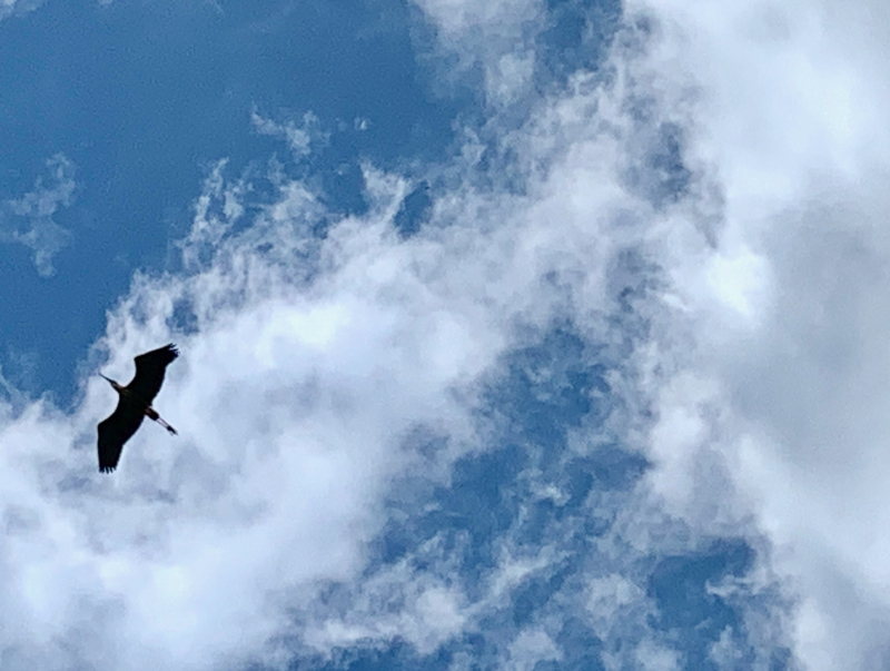 Airborne Blue Heron