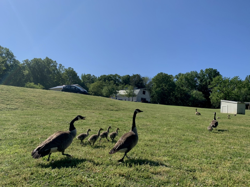 Make Way for Goslings