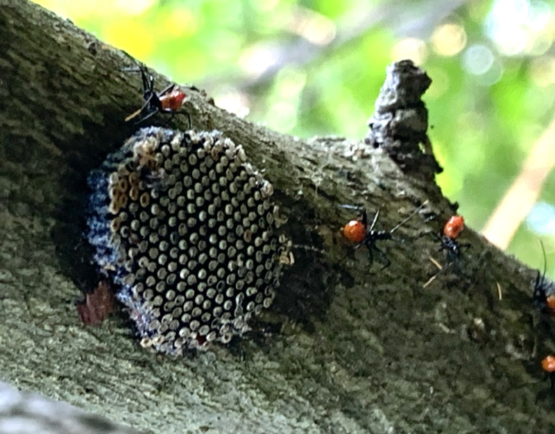 Assassin  Bugs