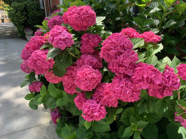 Hydrangea Time in Greensboro