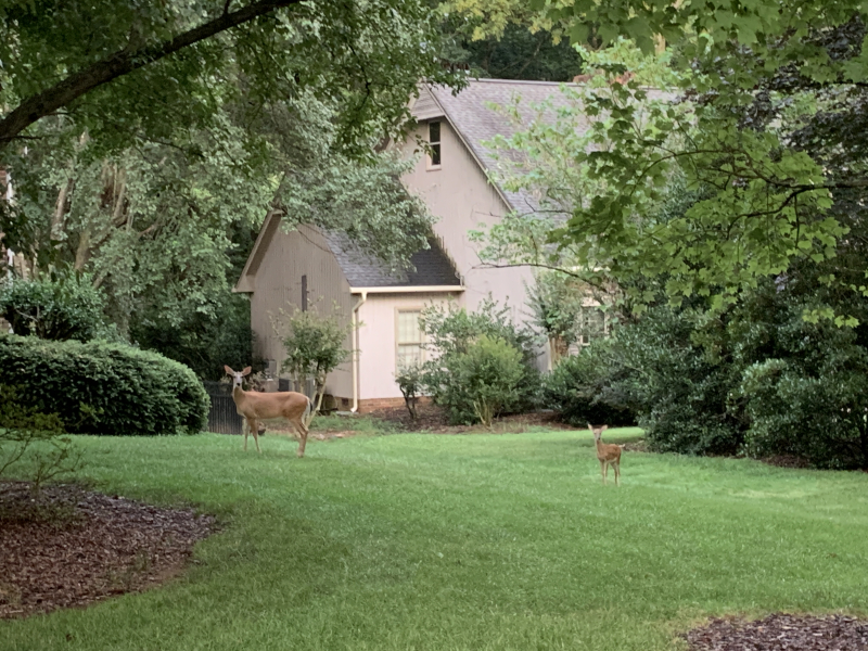 Deer
