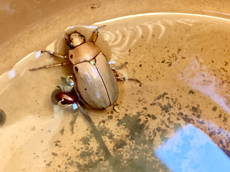 Goldsmith Beetle Meandering through Greensboro