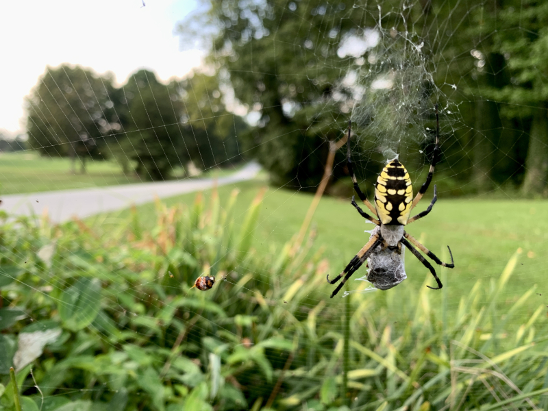 Orb Weaver Spiders are Back!