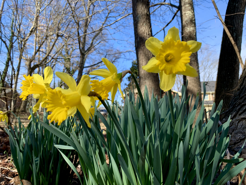 Spring Is Almost Here, Greensboro!