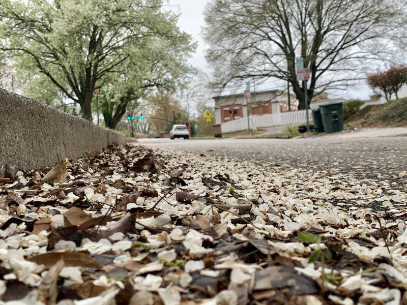 Petals Lining East Lake Drive Leading to Music at 100 McIver St!