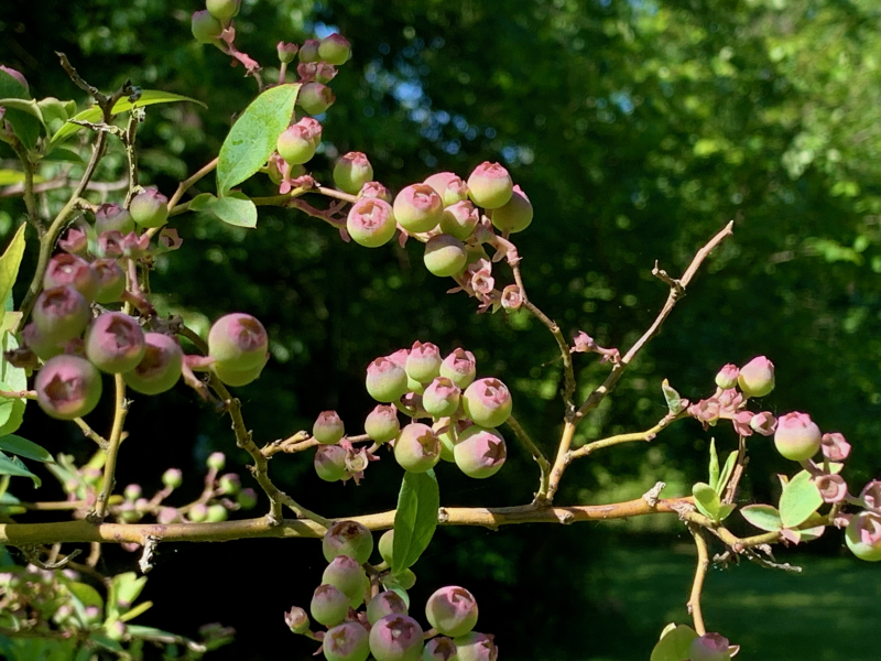 Blueberries. Blueberries, Blueberries!