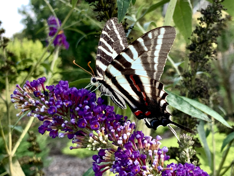 Zebra Swallowtail Butterfly