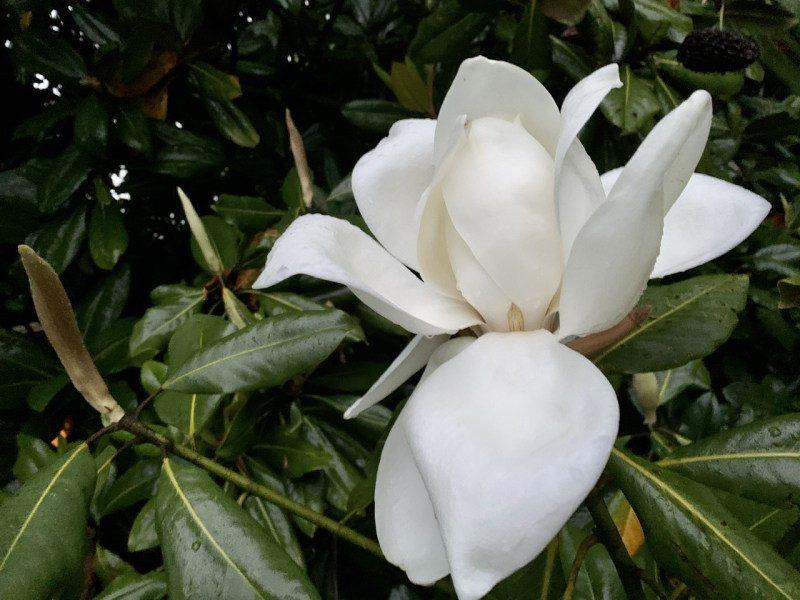Magnolia Blossom Time in Greensboro