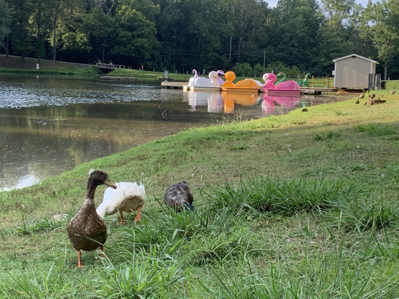 Ducks At Country Park