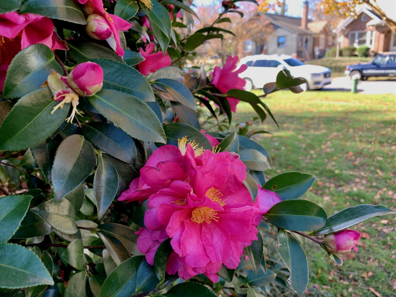 ‘Tis Camellia Time in Greensboro