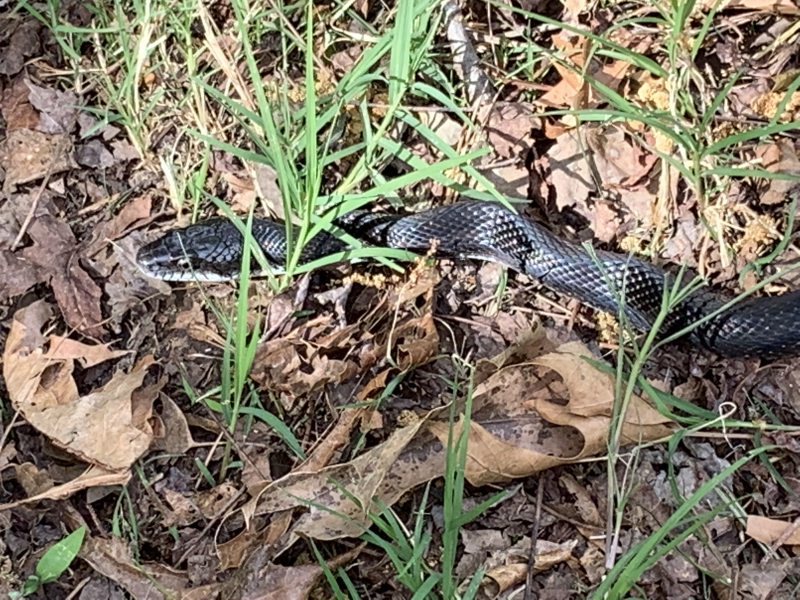 Black Rat Snake Time