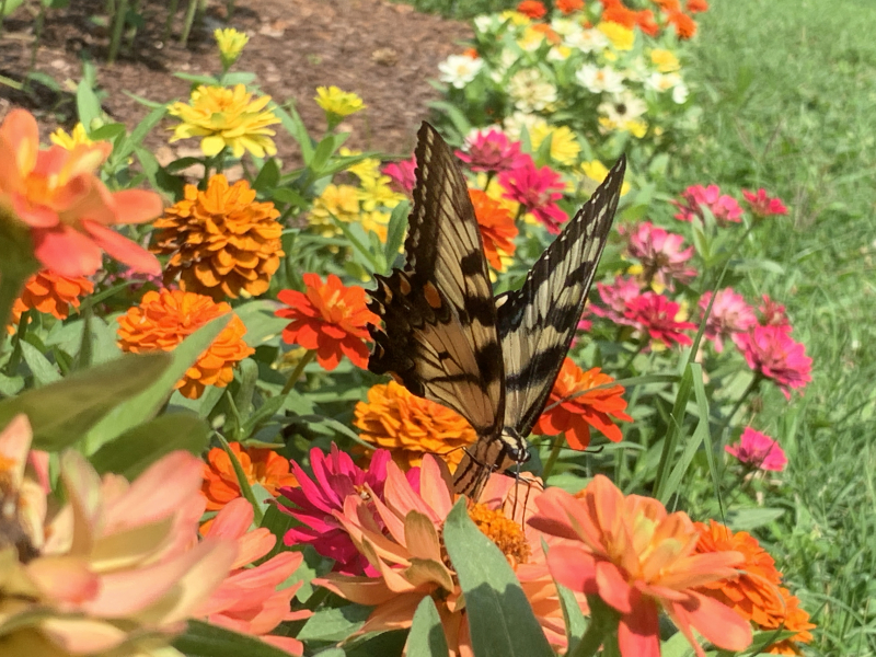 Eastern Tiger Swallowtail Butterfly