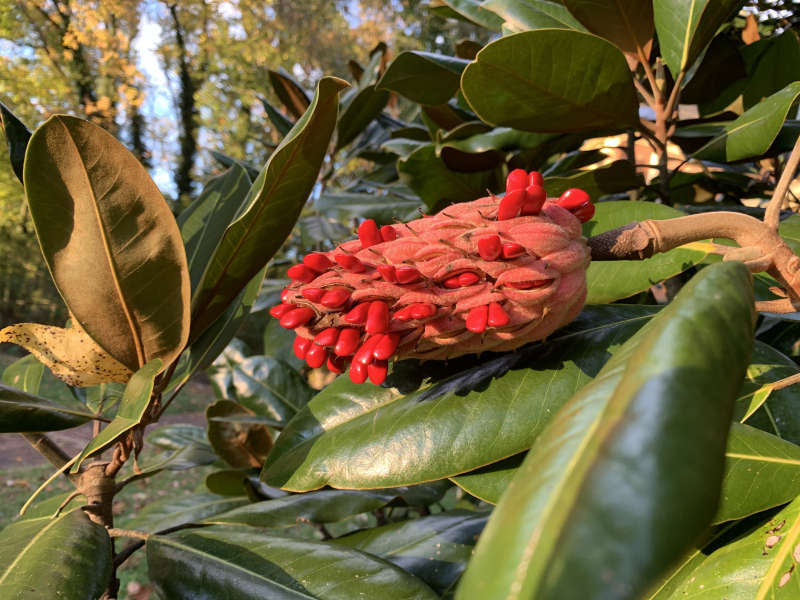 Southern Magnolia