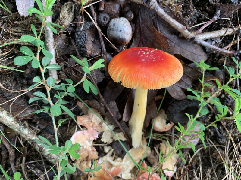 Amanita Caesar Mushroom