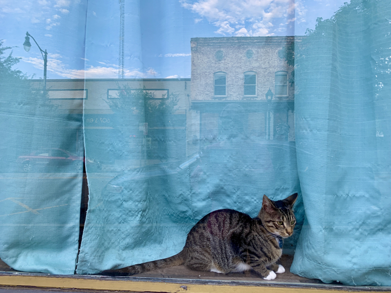 Crooked Tail Cat Cafe