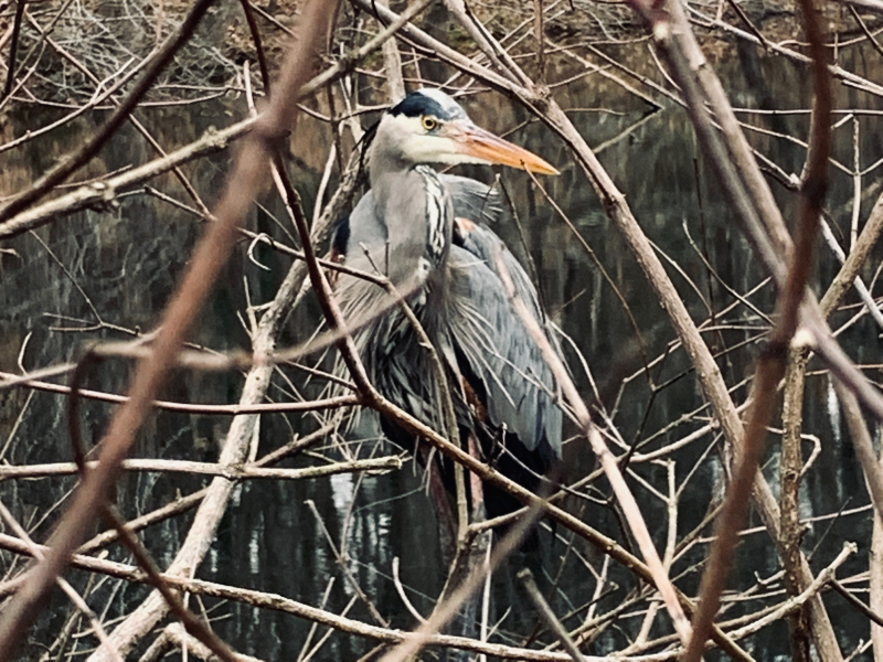 Great Blue Herons of Greensboro