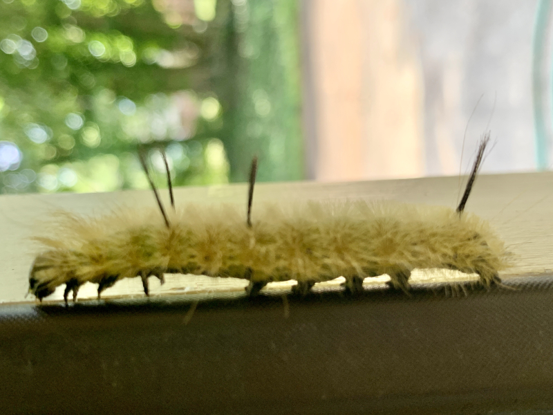 From Caterpillar to What?