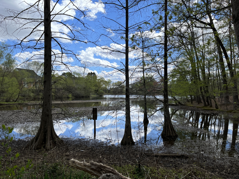 Bog Garden at Benjamin Park