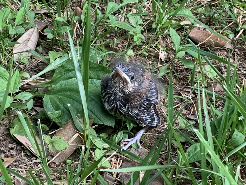 Fledglings Vs. Nestlings