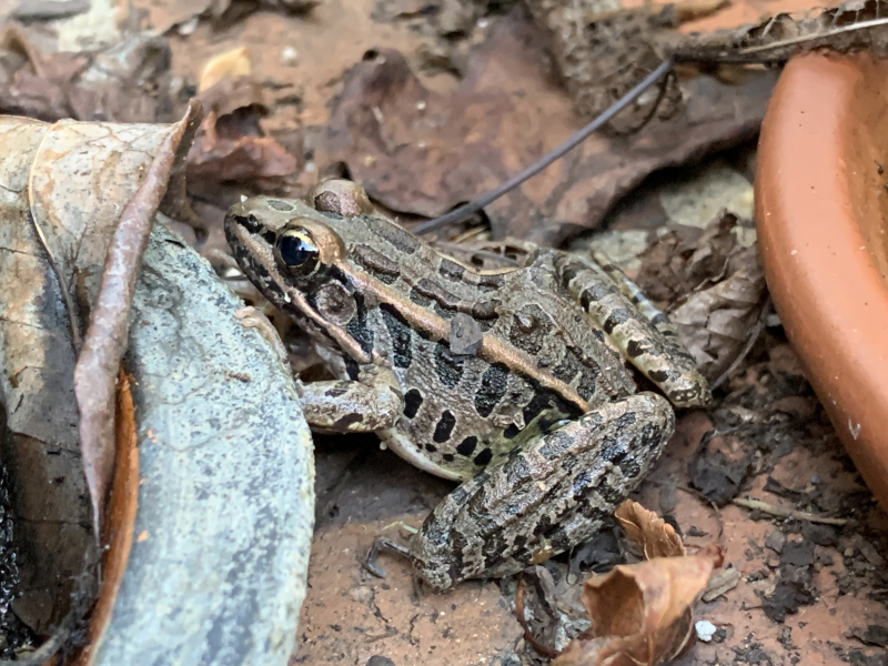 Frogs and Winter