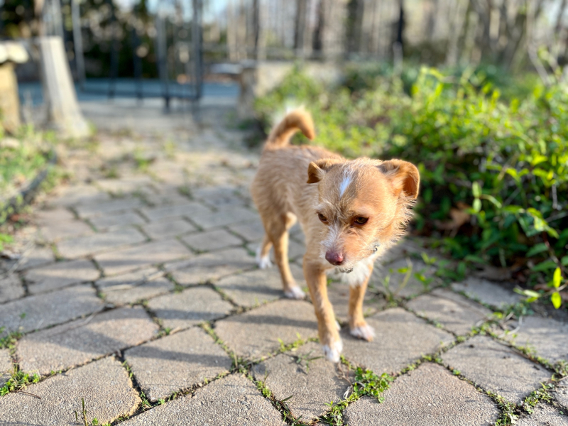 Meet Chapulín