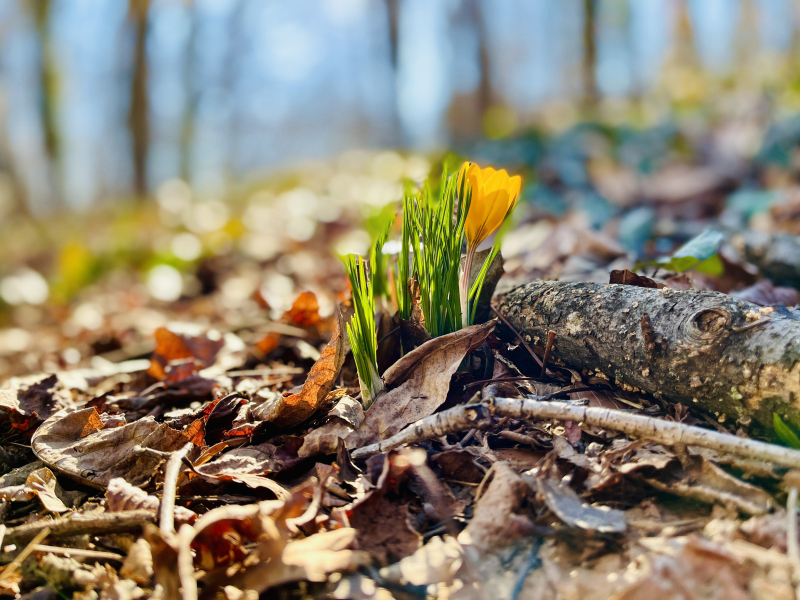 Crocus Time