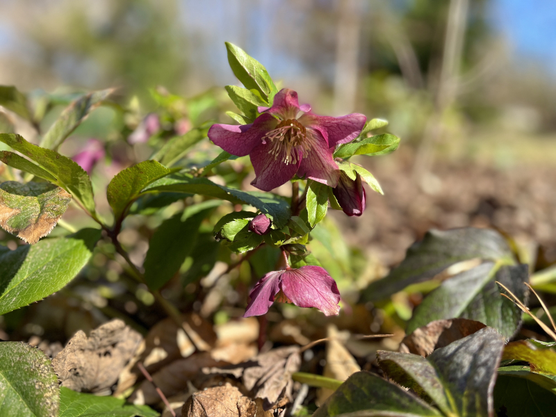 Hellebores In Full Bloom