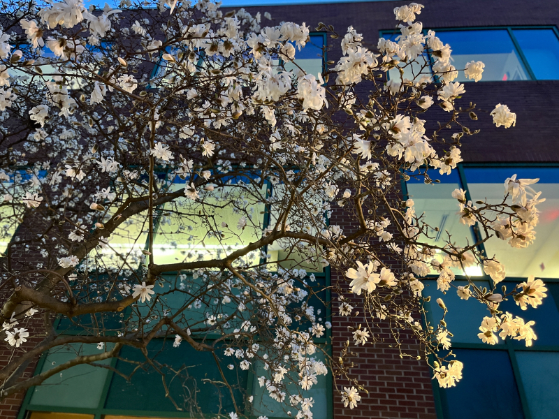 Star Magnolia; Spring in Greensboro is Spectacular