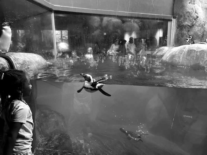 Penguin Exhibit at the Greensboro Science Center